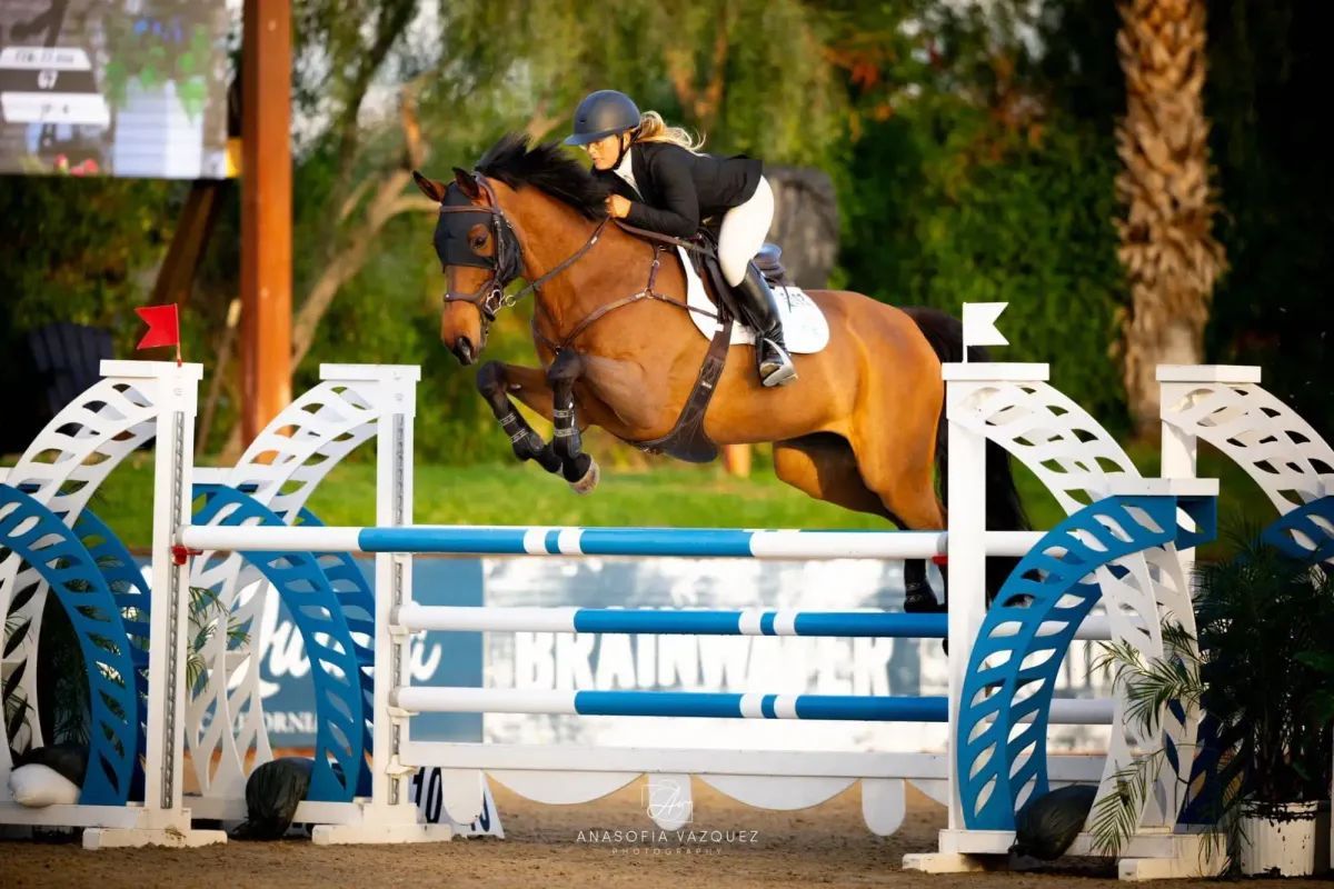 A rider on a brown horse jumps over a blue and white obstacle