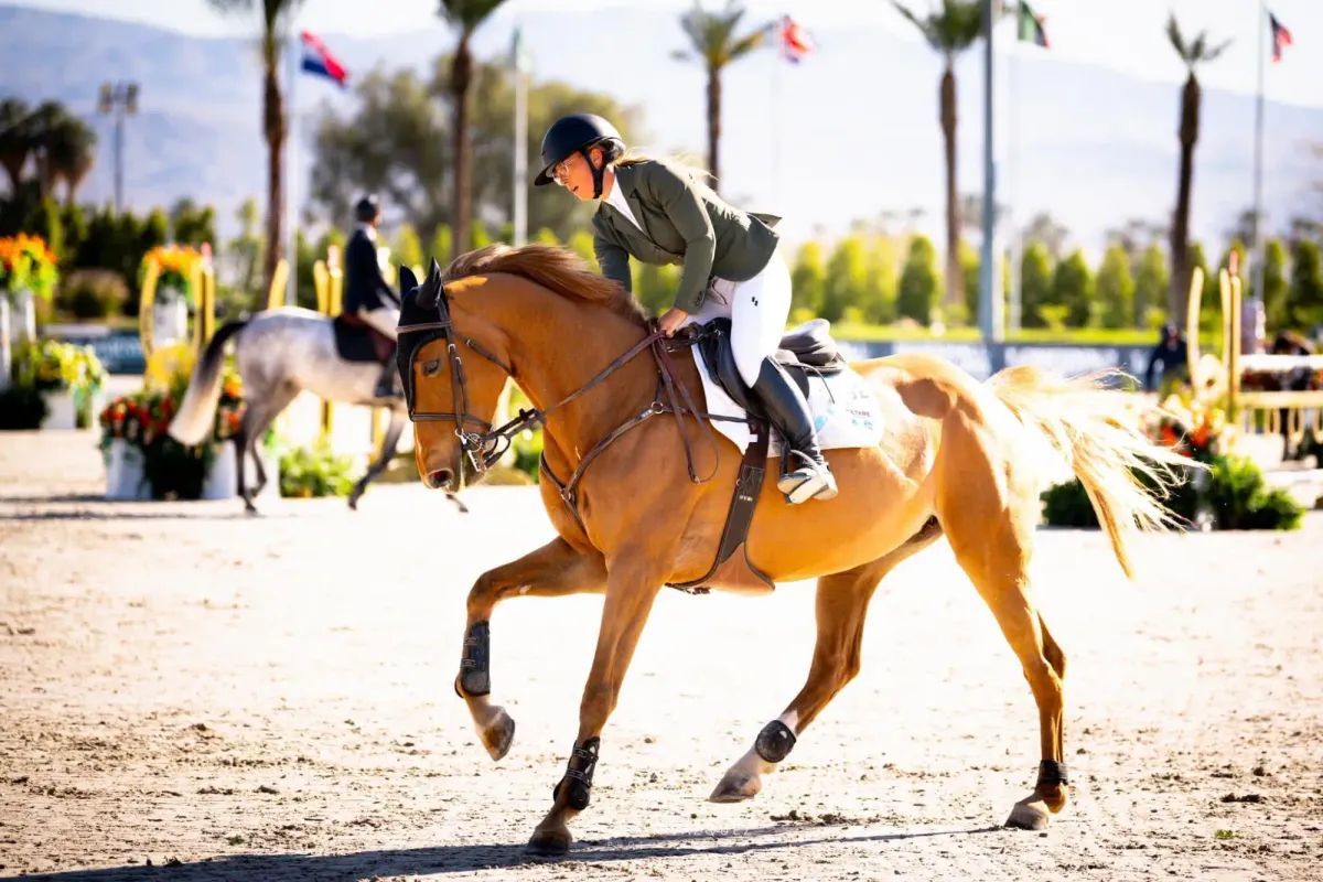 A rider on a brown horse in an equestrian event