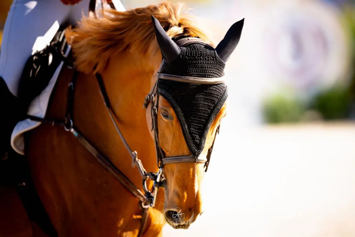 Brown horse in a bridle and head covering