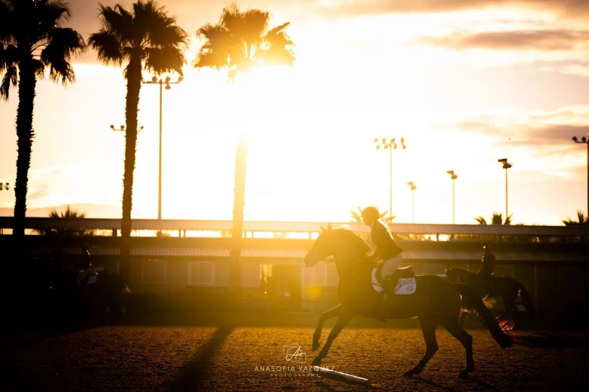 A horse and rider silhouetted against a bright sunset with palm trees and a racetrack in the background.
