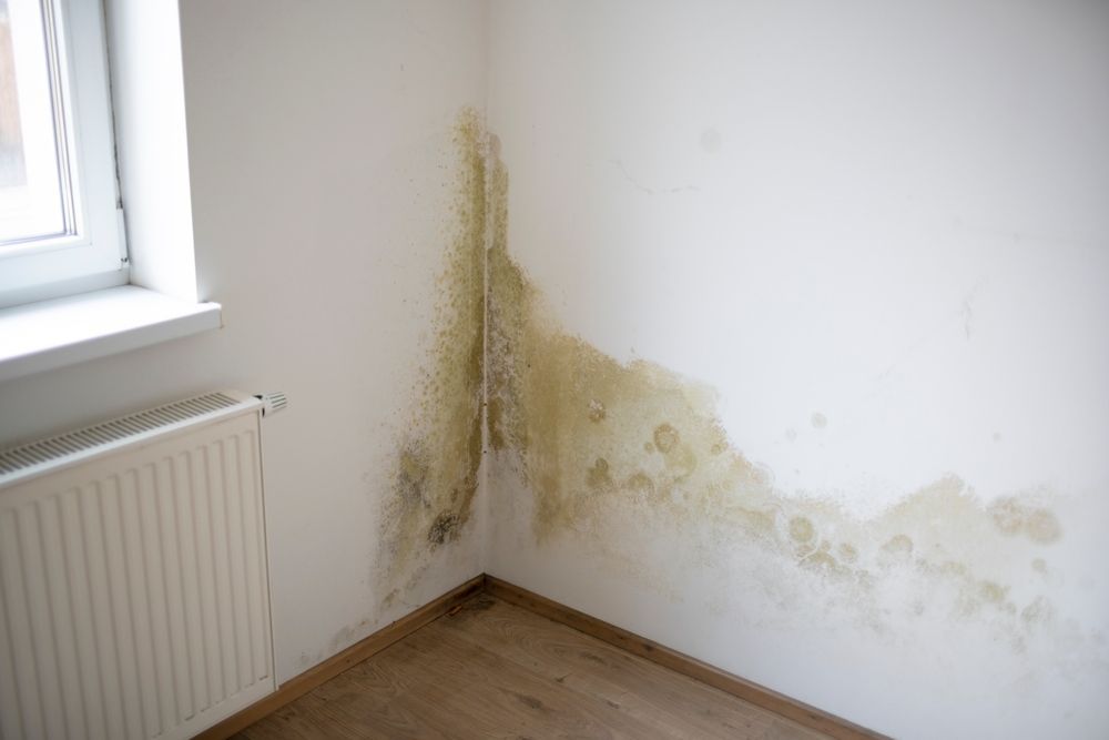 A Room With a Radiator and a Wall With Mold on It — Knobel Builders In Balgownie, NSW