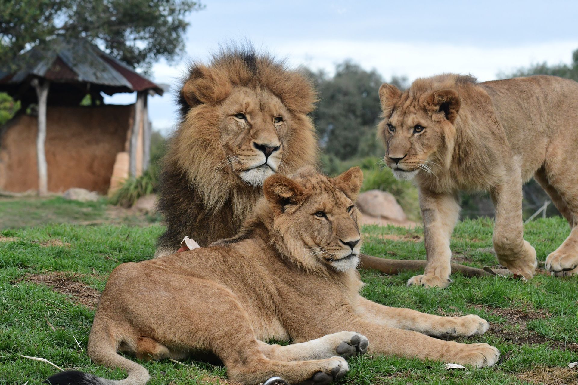 Pride of lions in Werribee Open Range Zoo, one of the places you could visit on a day trip.