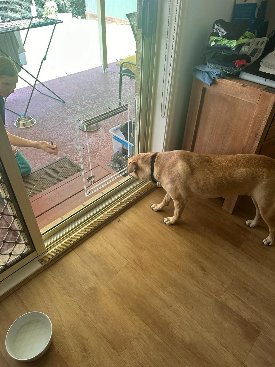 A Dog Is Looking Out Of A Sliding Glass Door — Central Coast Glass & Glazing In Umina Beach, NSW