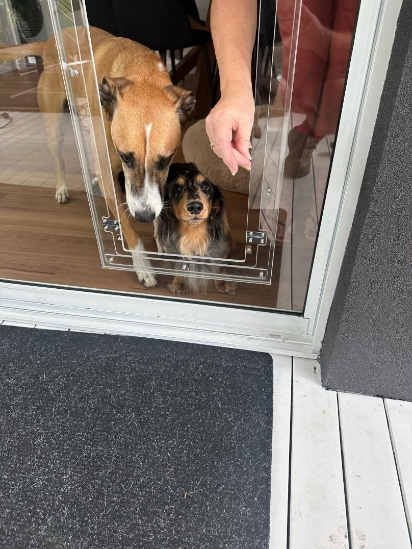 Two Dogs Are Looking Out Of A Glass Door — Central Coast Glass & Glazing In Umina Beach, NSW