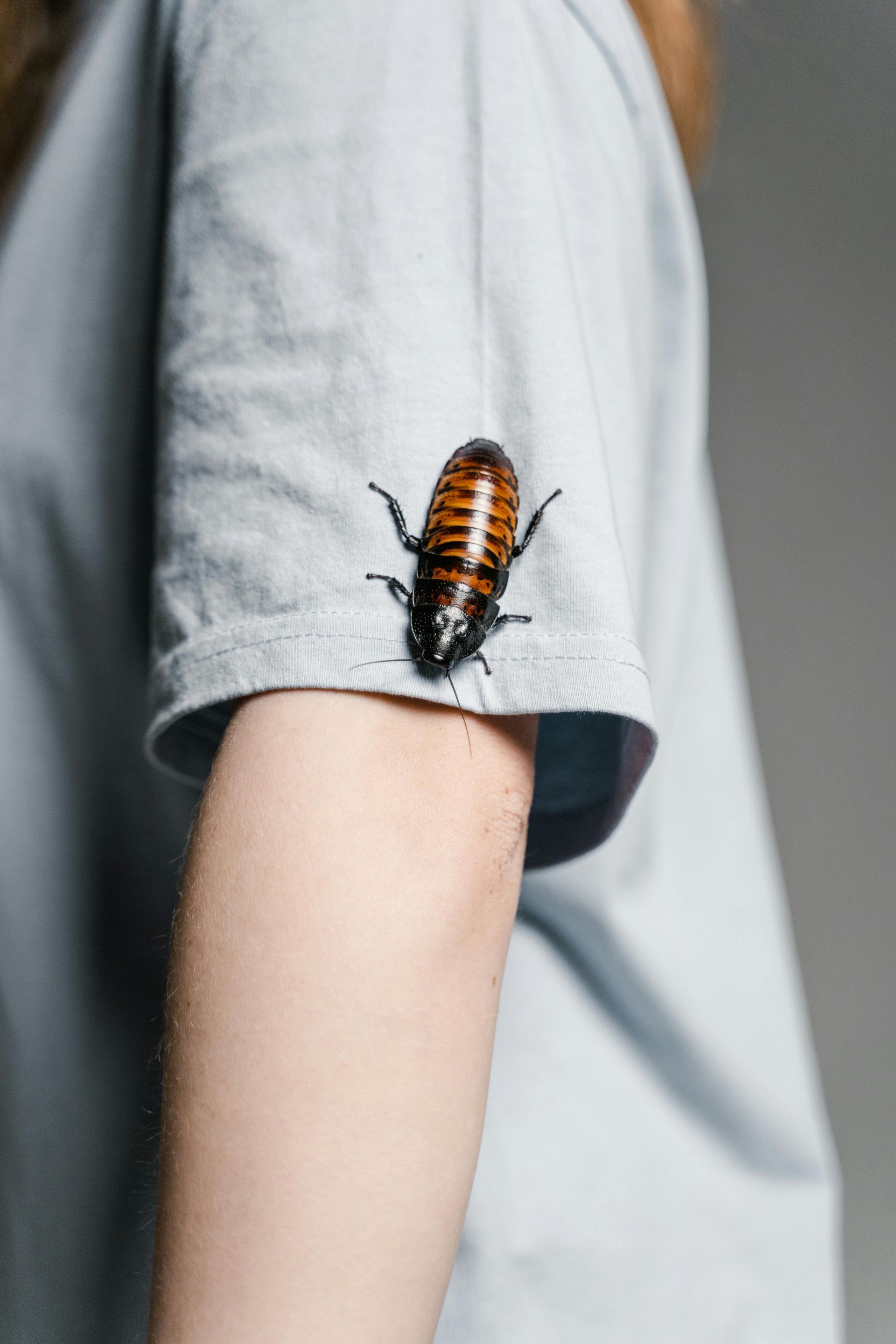 A Madagascar hissing cockroach on a person's blue sleeve.