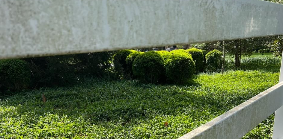 A close up of a house with a window and siding covered in moss.