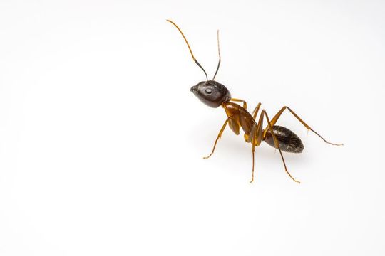 Ants in Hialeah, FL
