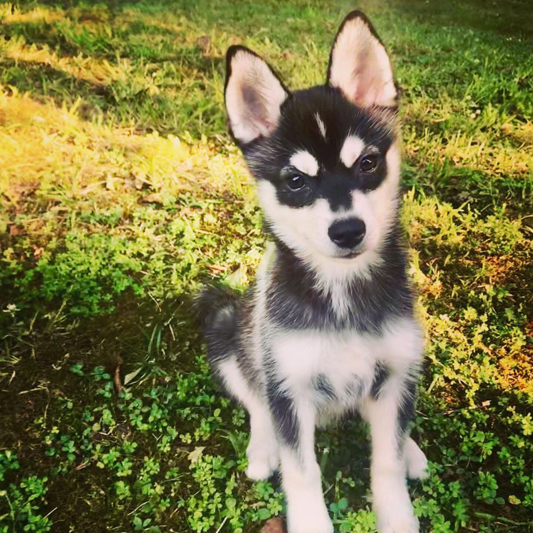 A husky puppy is sitting in the grass looking at the camera.
