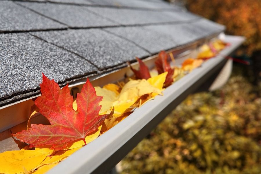 A gutter filled with leaves on a roof.