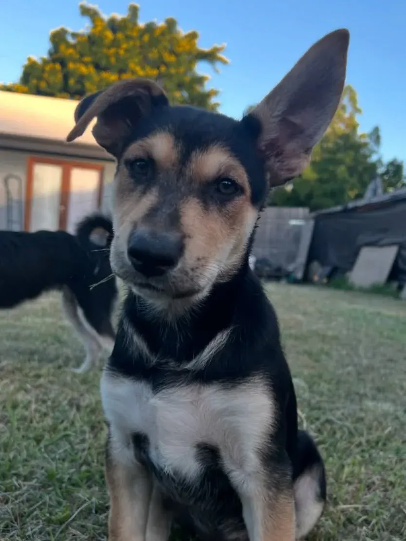 Black, tan, and white dog with one ear perked up sits in grass — Mentally Hooked in Helensvale, QLD