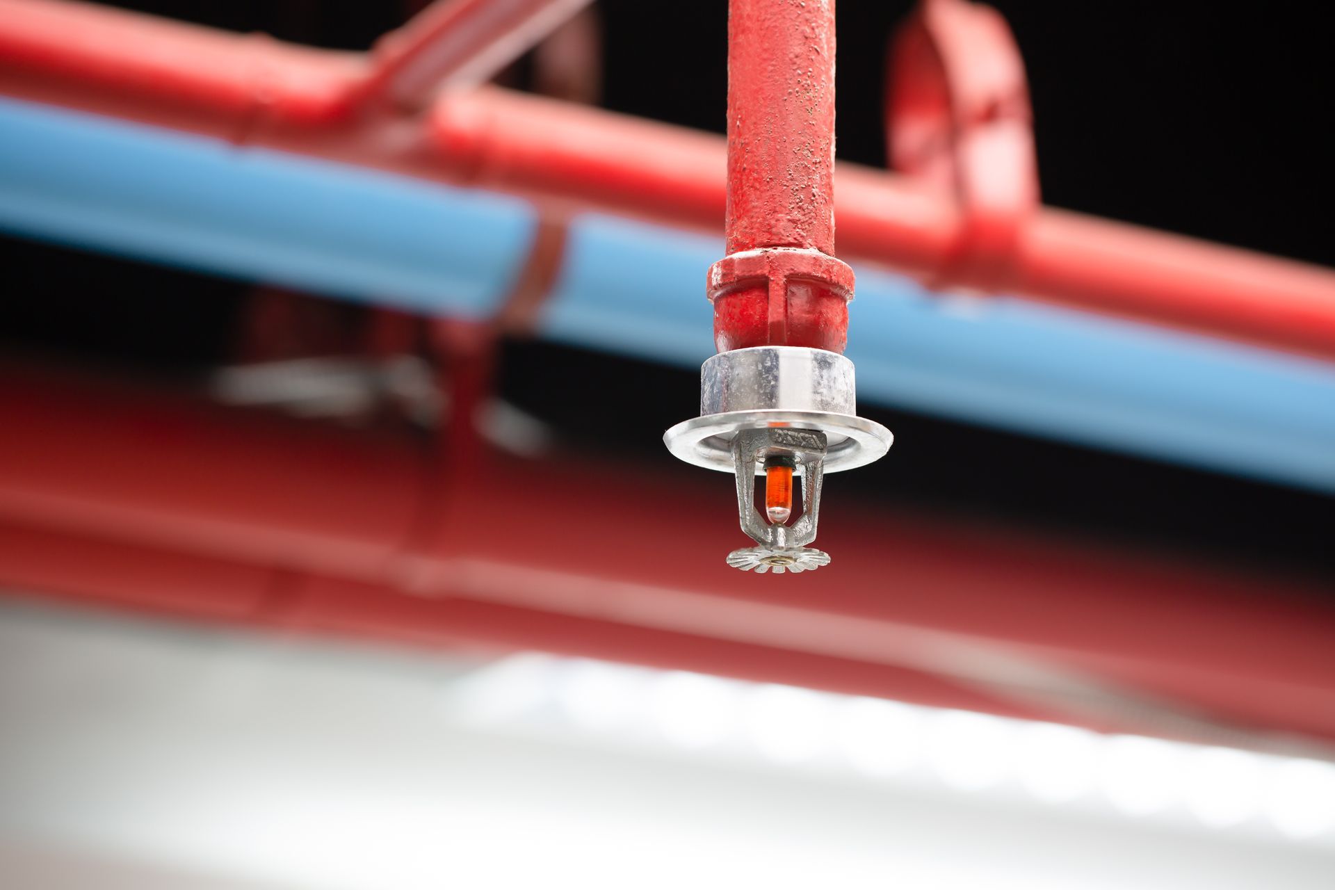Red fire sprinkler head hanging from a ceiling with blue and red pipes