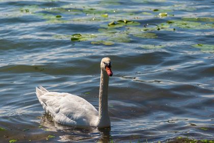 fiori di loto a Mantova  NAVI ANDES crociere fluviali