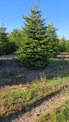 Christmas tree stands image