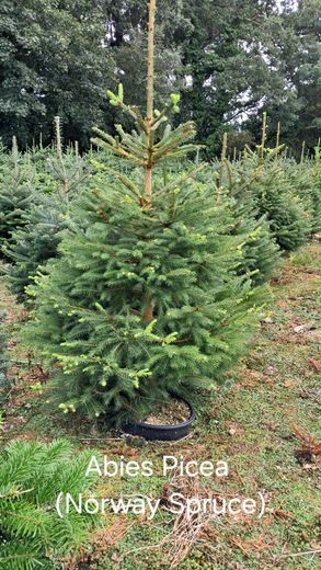 noble fir image