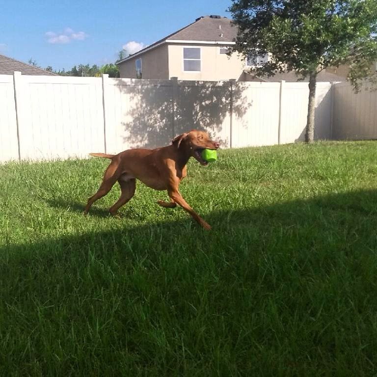 Brown dog running in a grassy yard, holding a green ball near a white fence.