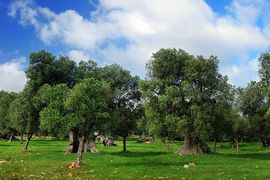 Un campo di olivi