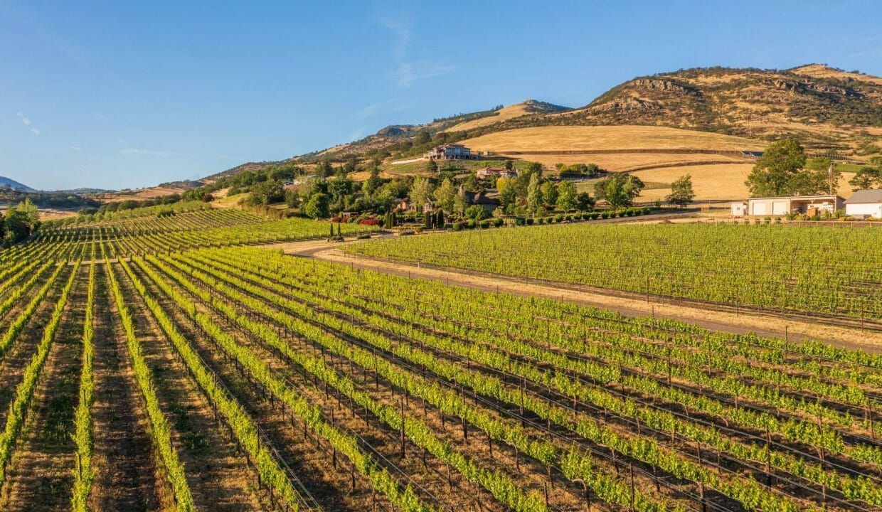 Ashland Oregon Syrah Vineyard