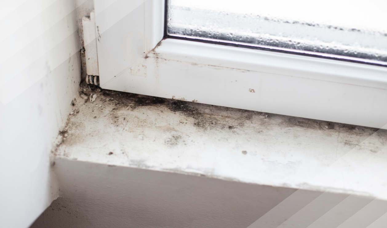 Mold Growth from Water Damage