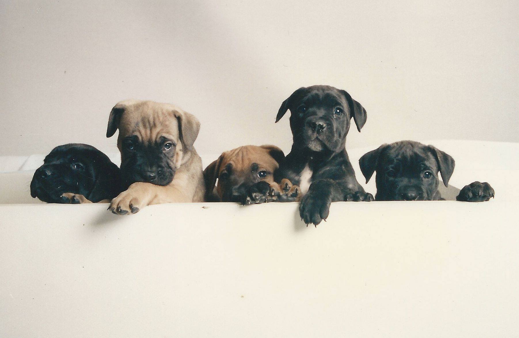 Cane Corso pups.