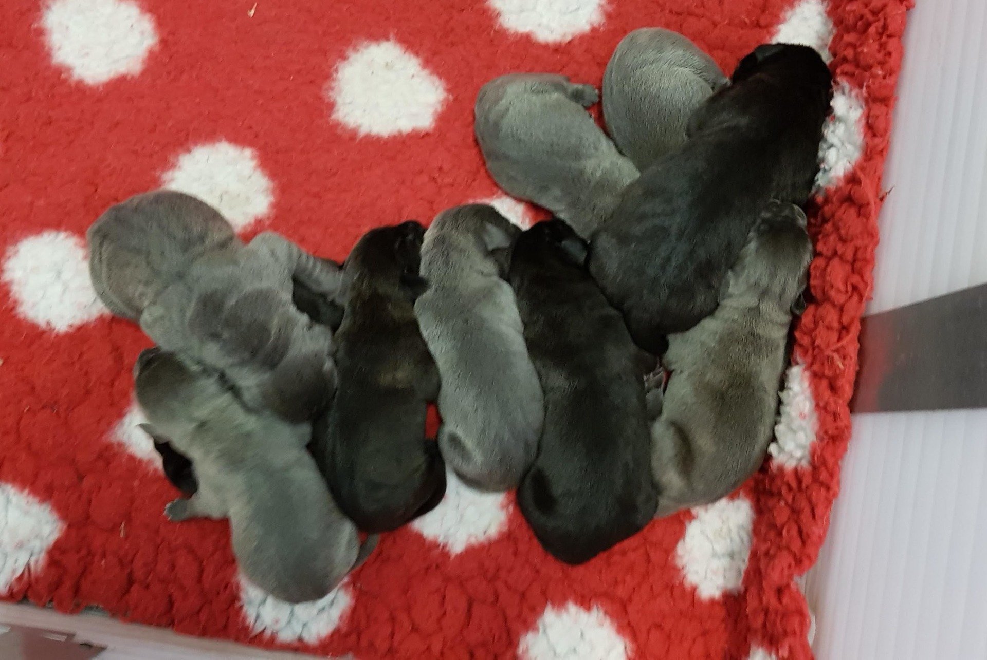 De pups van Puta en Jeep zijn geboren op 2 mei 2020 Cane Corso pups geboren