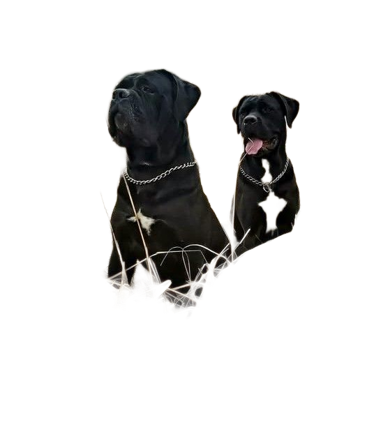 Eigenaar Peter Hollander