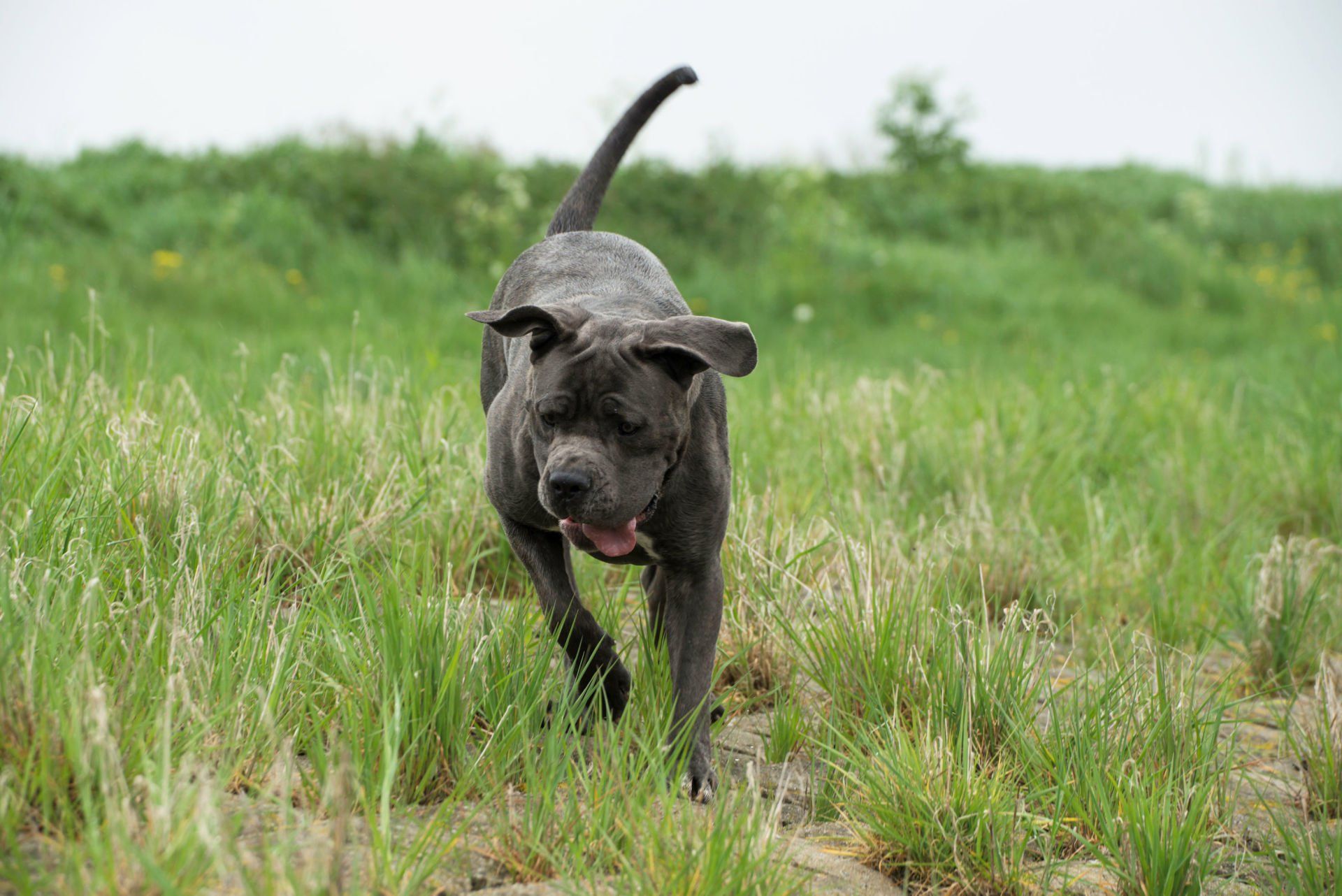 Cane Corso Chiaro e Tondo