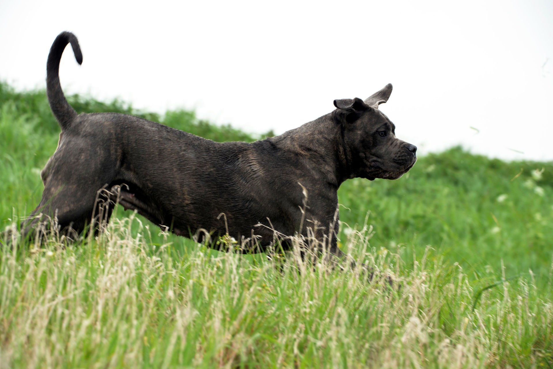 Cane Corso Chiaro e Tondo