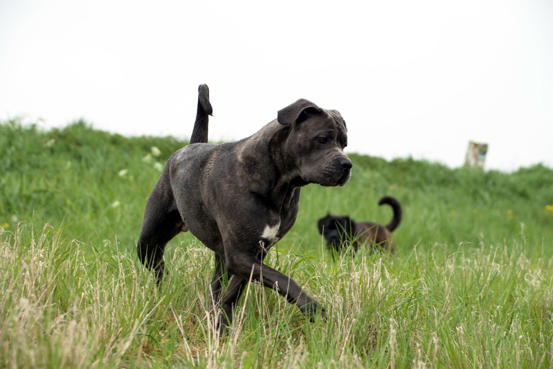 Cane Corso Chiaro e Tondo
