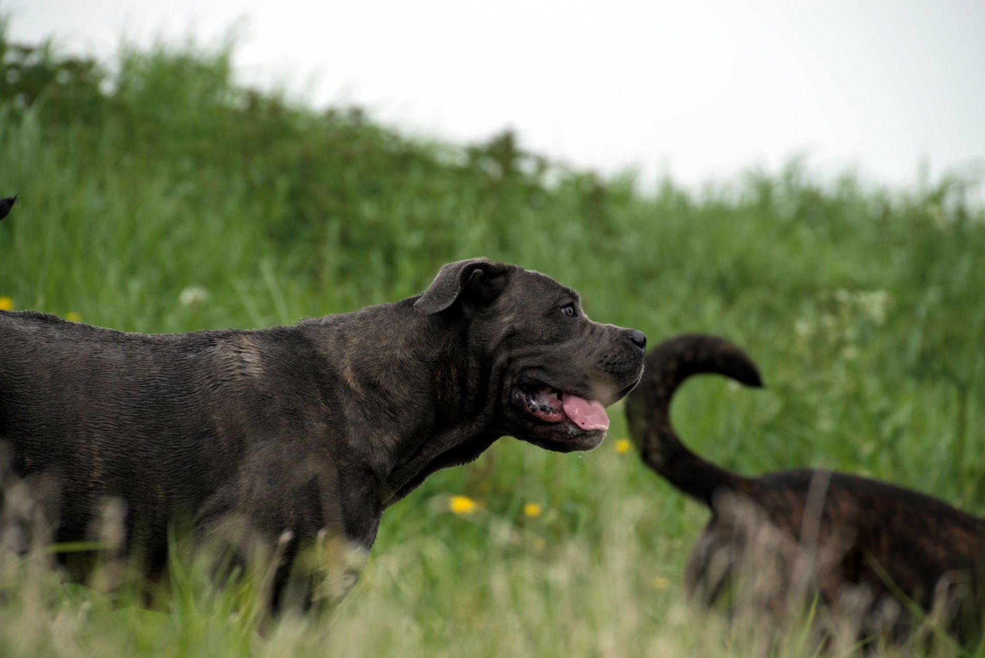 Cane Corso Chiaro e Tondo