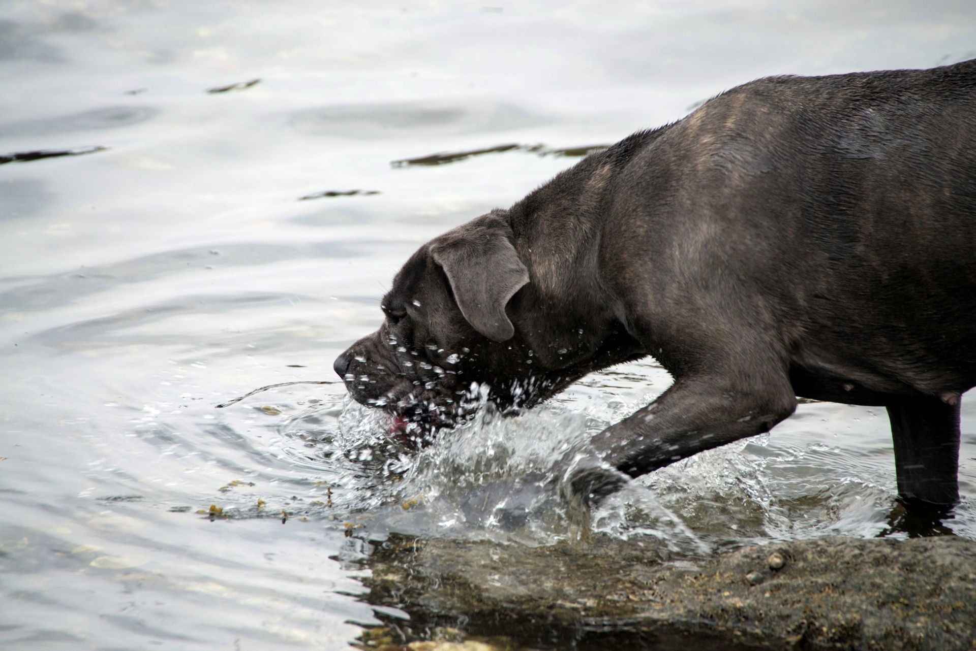 Cane Corso Chiaro e Tondo