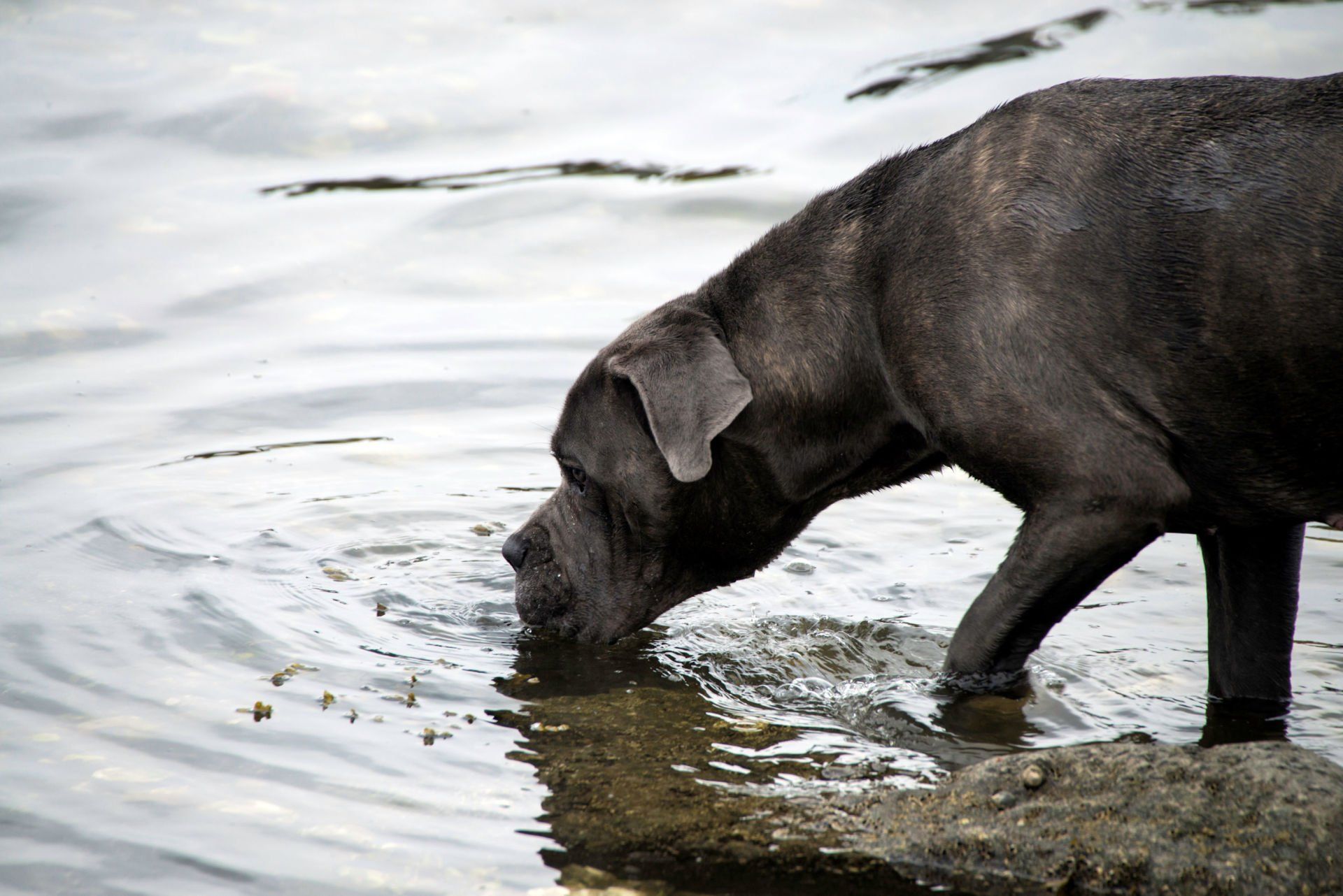 Cane Corso Chiaro e Tondo