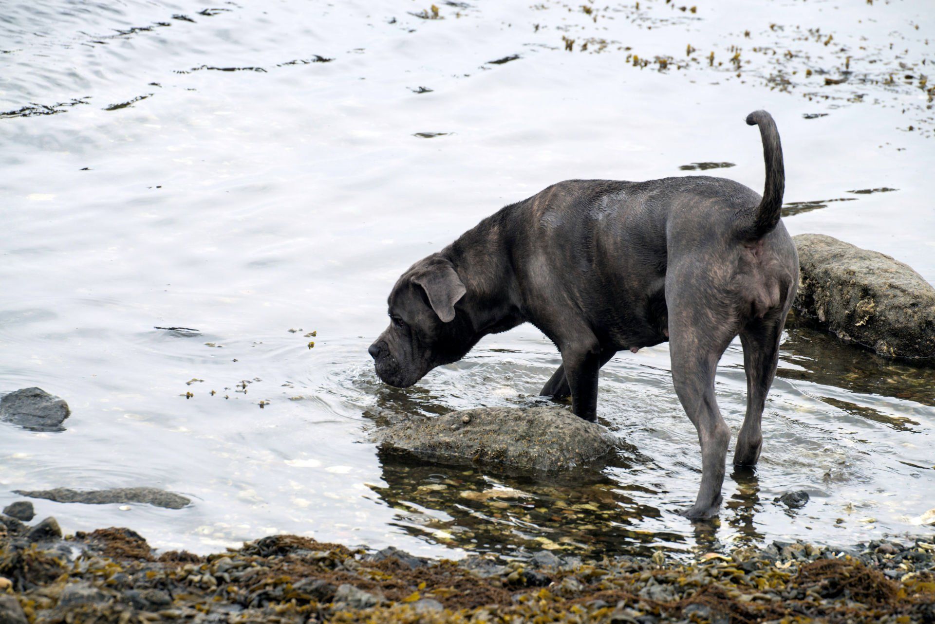 Cane Corso Chiaro e Tondo