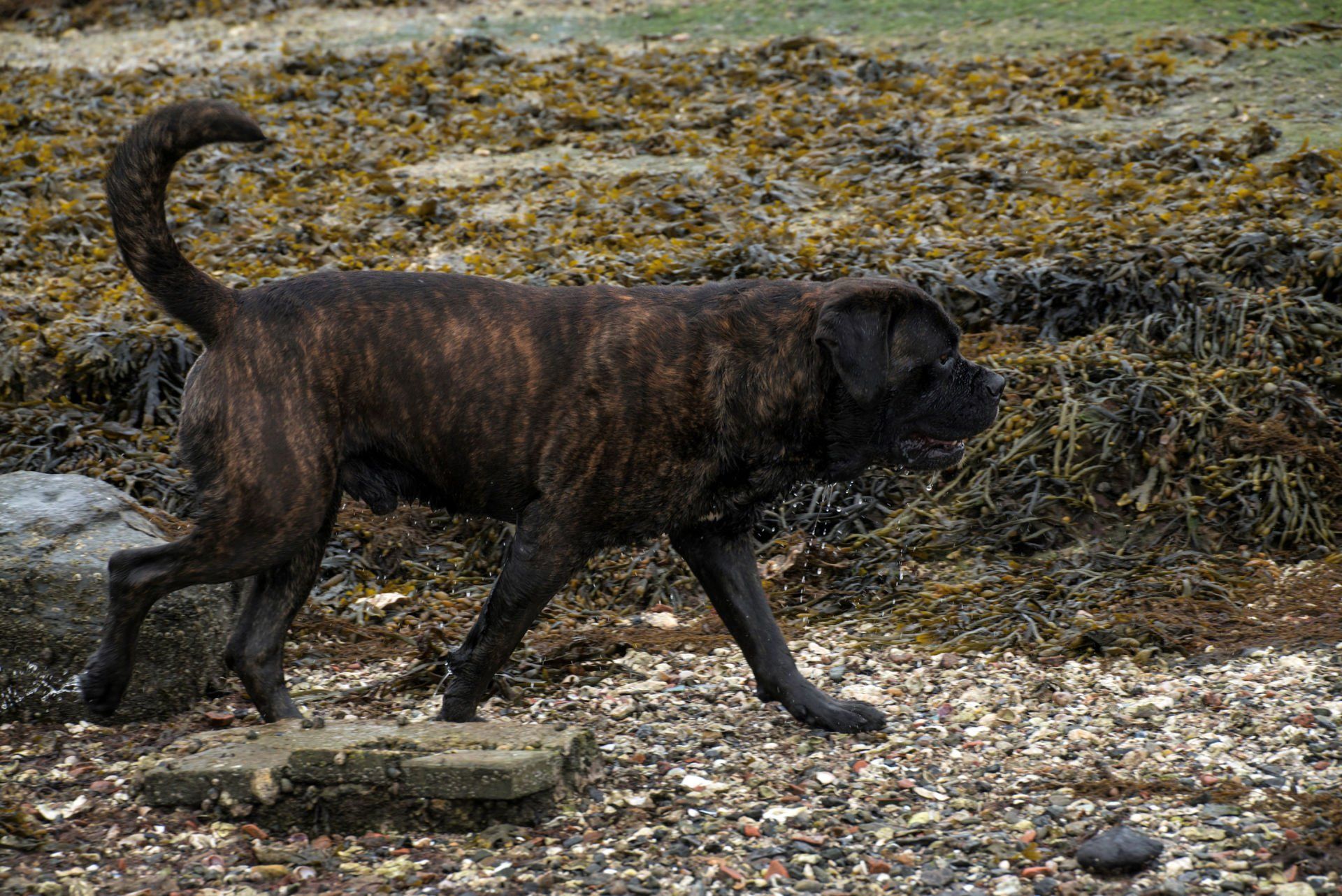 Cane Corso Chiaro e Tondo