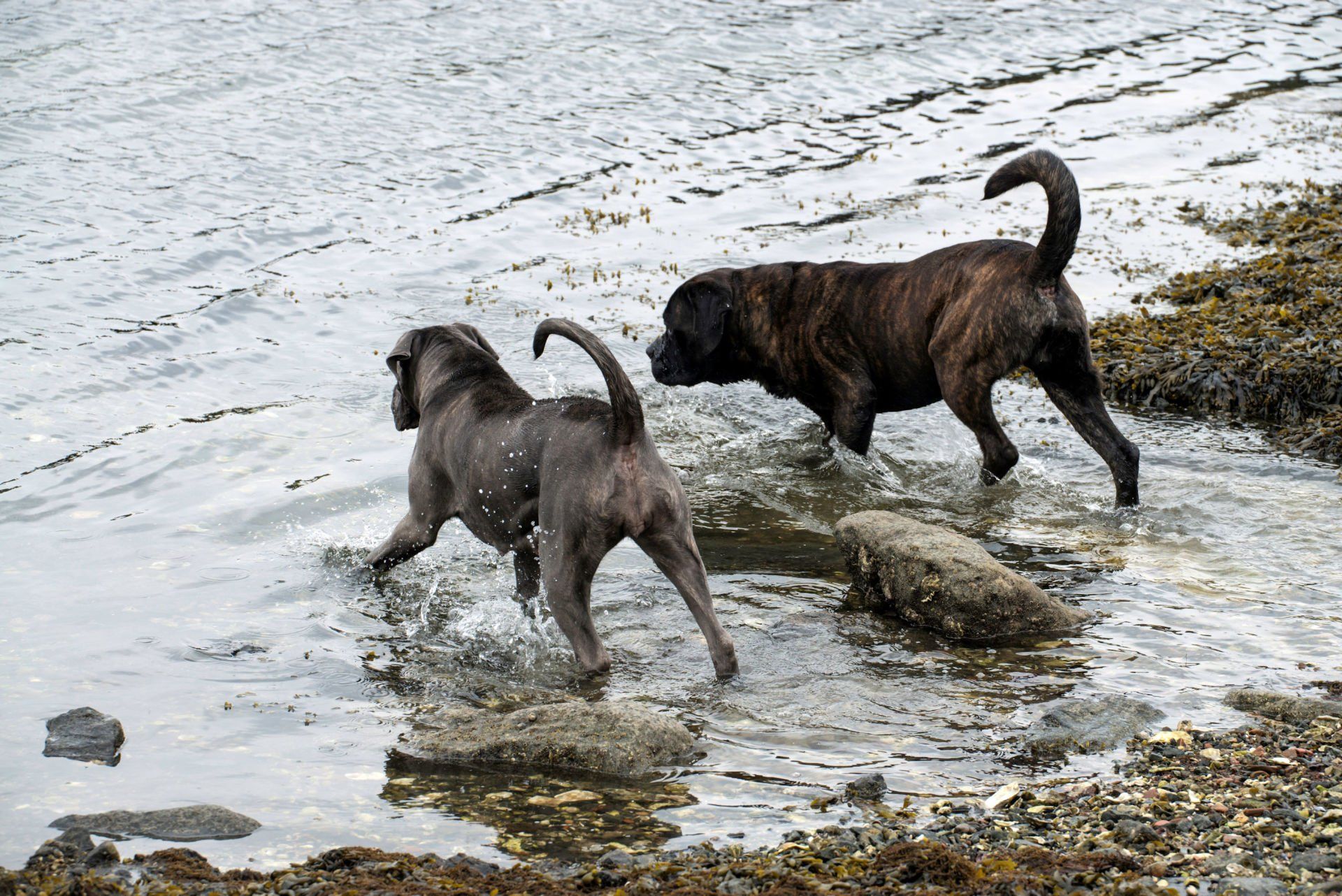 Cane Corso Chiaro e Tondo