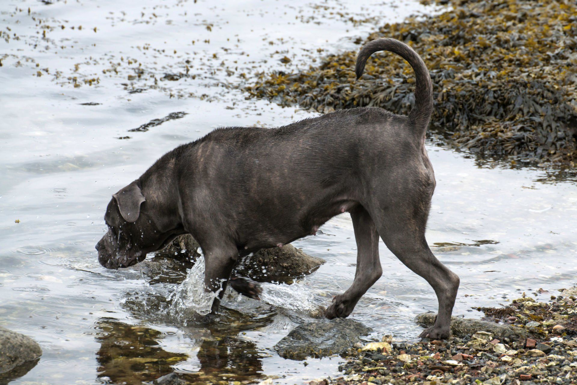 Cane Corso Chiaro e Tondo