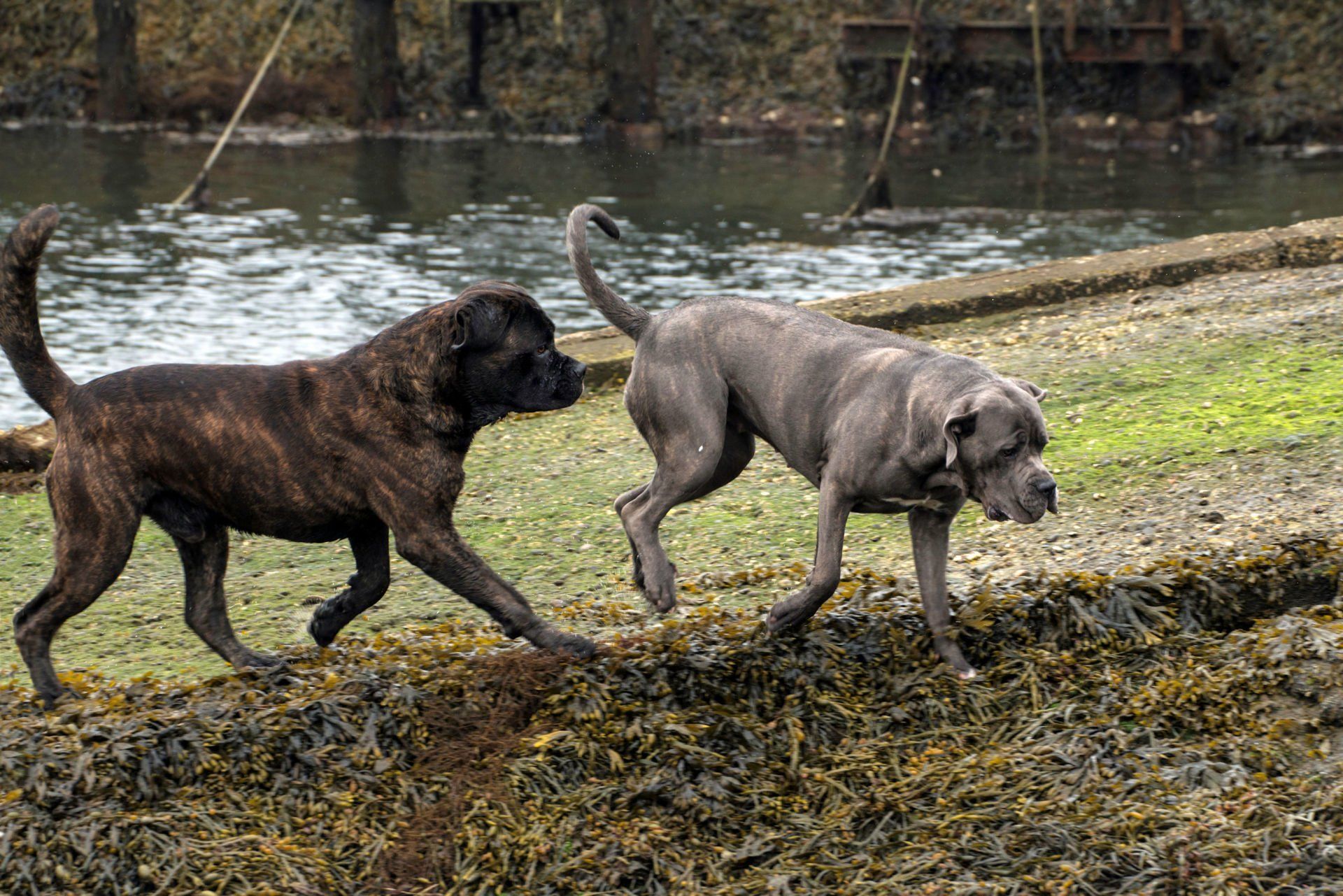 Cane Corso Chiaro e Tondo
