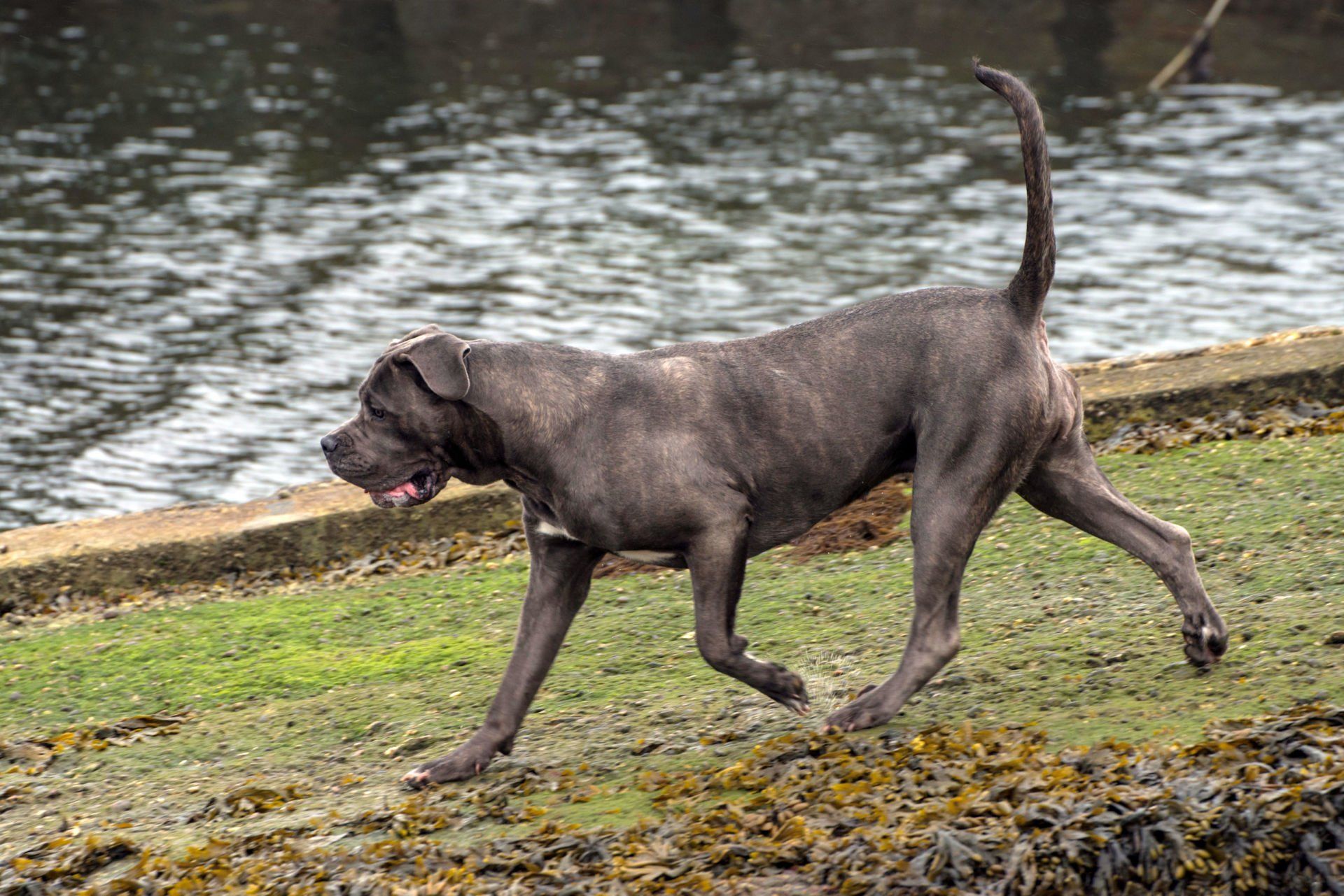 Cane Corso Chiaro e Tondo