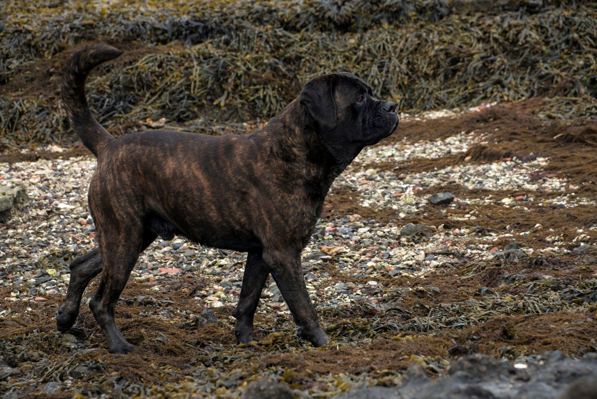Cane Corso Chiaro e Tondo