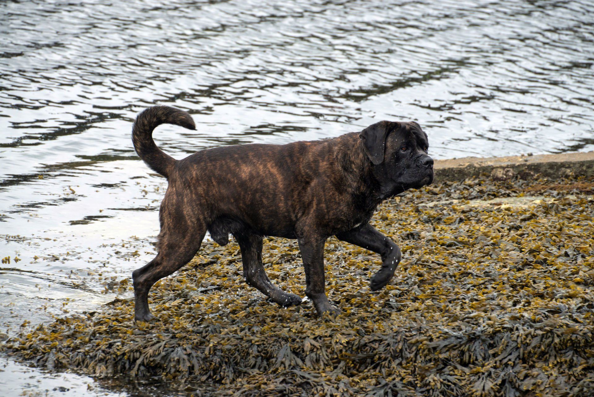 Cane Corso Chiaro e Tondo