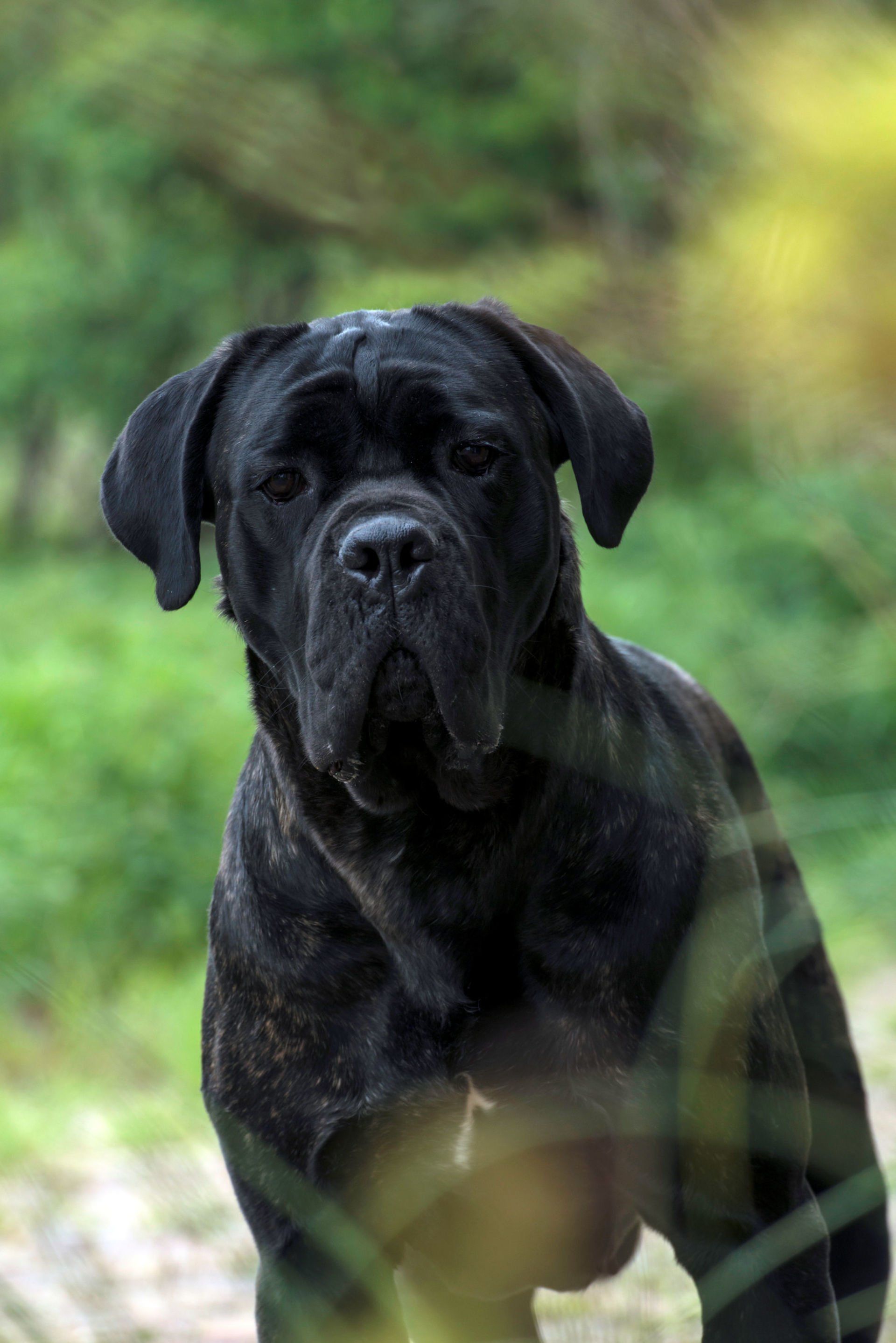 Cane Corso Chiaro e Tondo