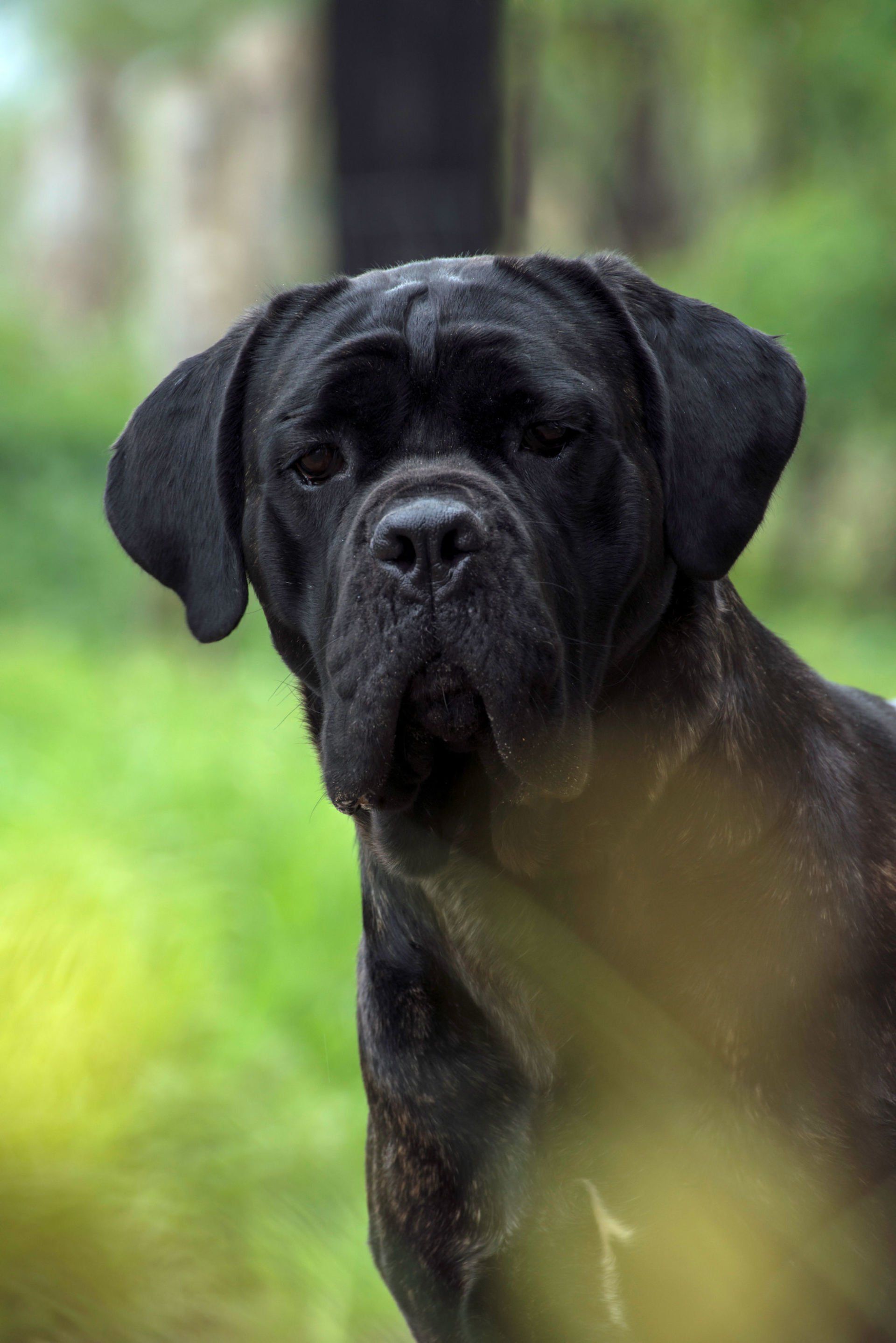 Cane Corso Chiaro e Tondo
