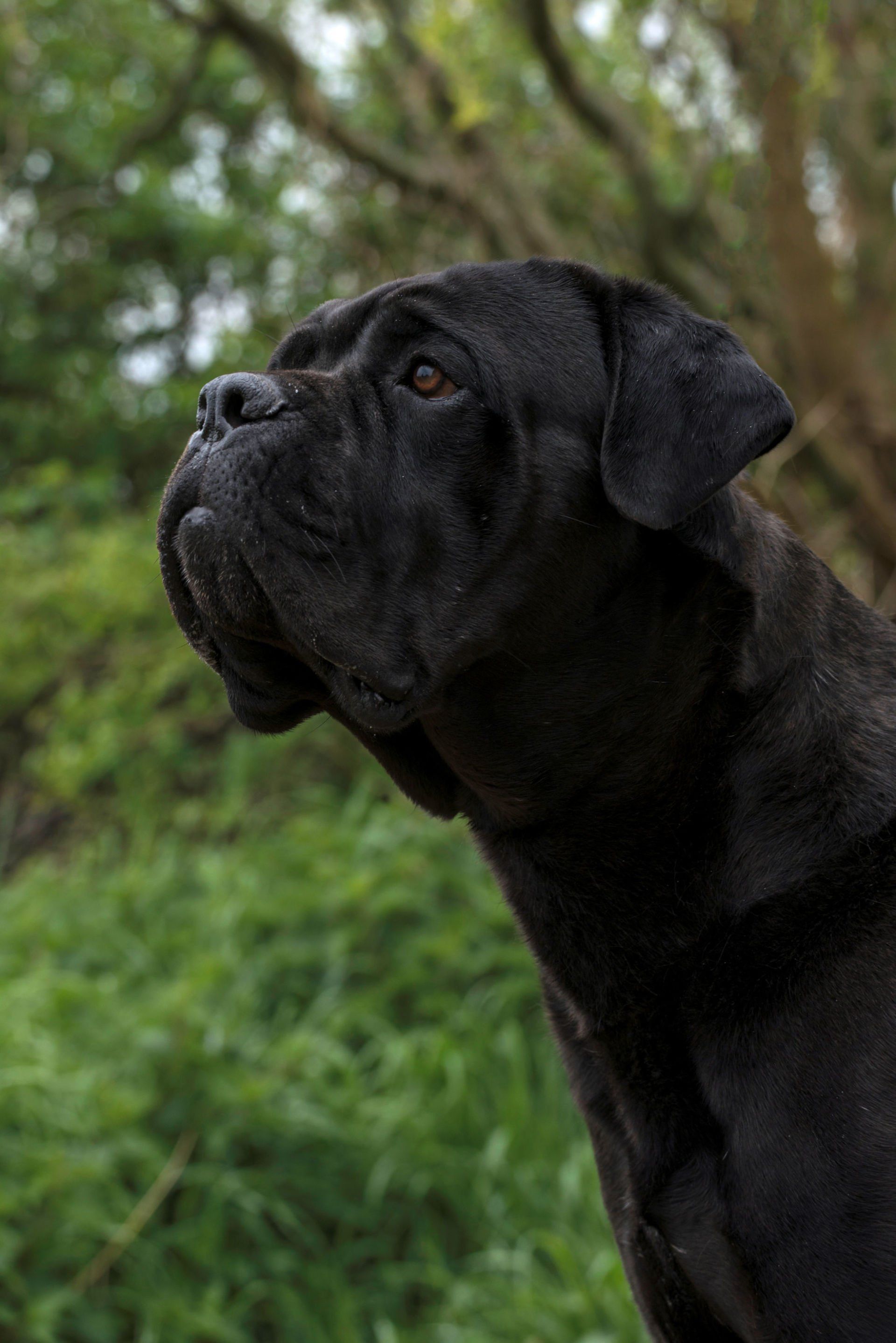 Cane Corso Chiaro e Tondo