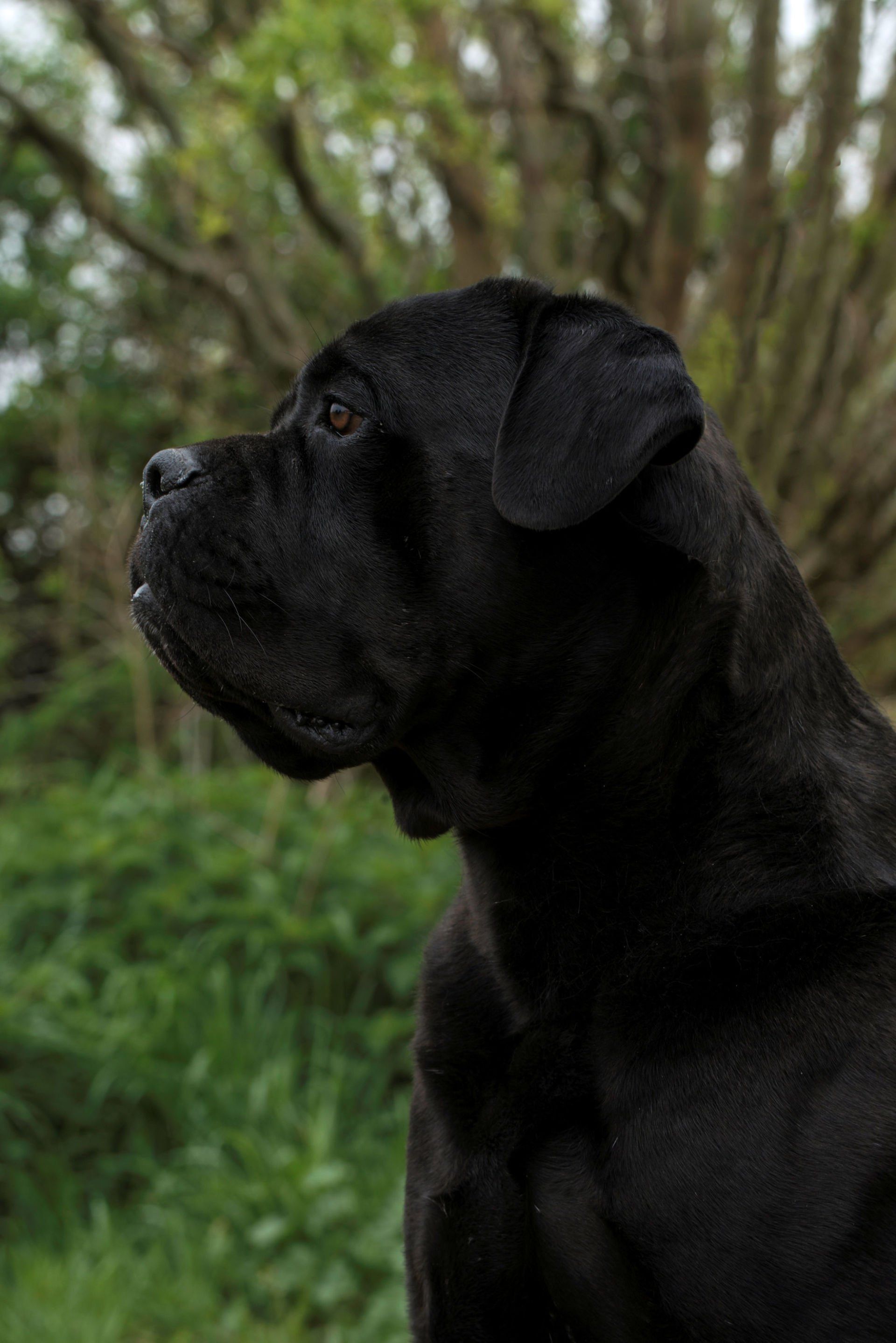 Cane Corso Chiaro e Tondo