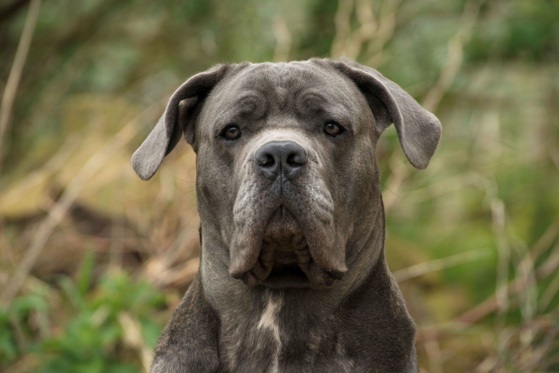 Cane Corso Chiaro e Tondo