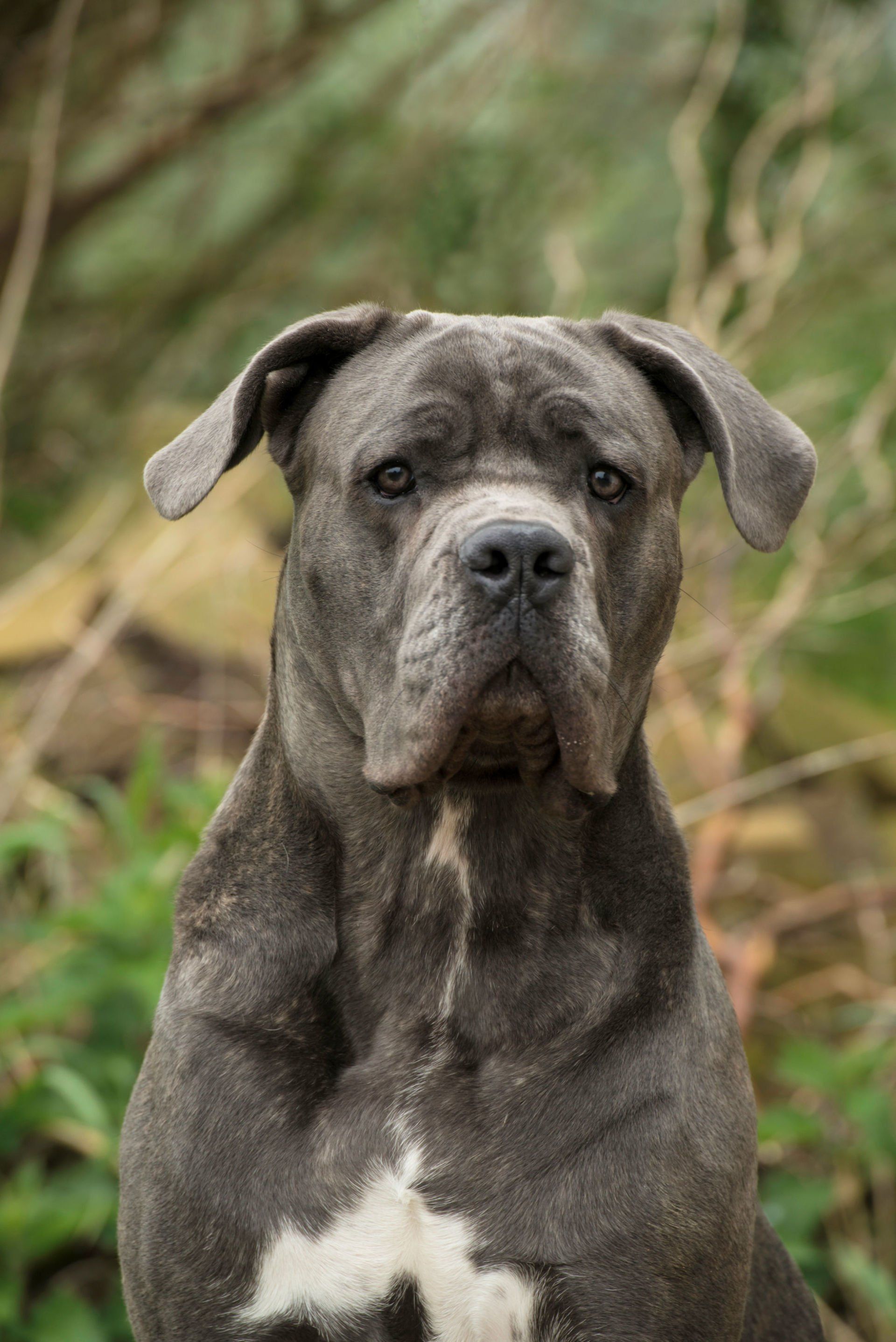 Cane Corso Chiaro e Tondo