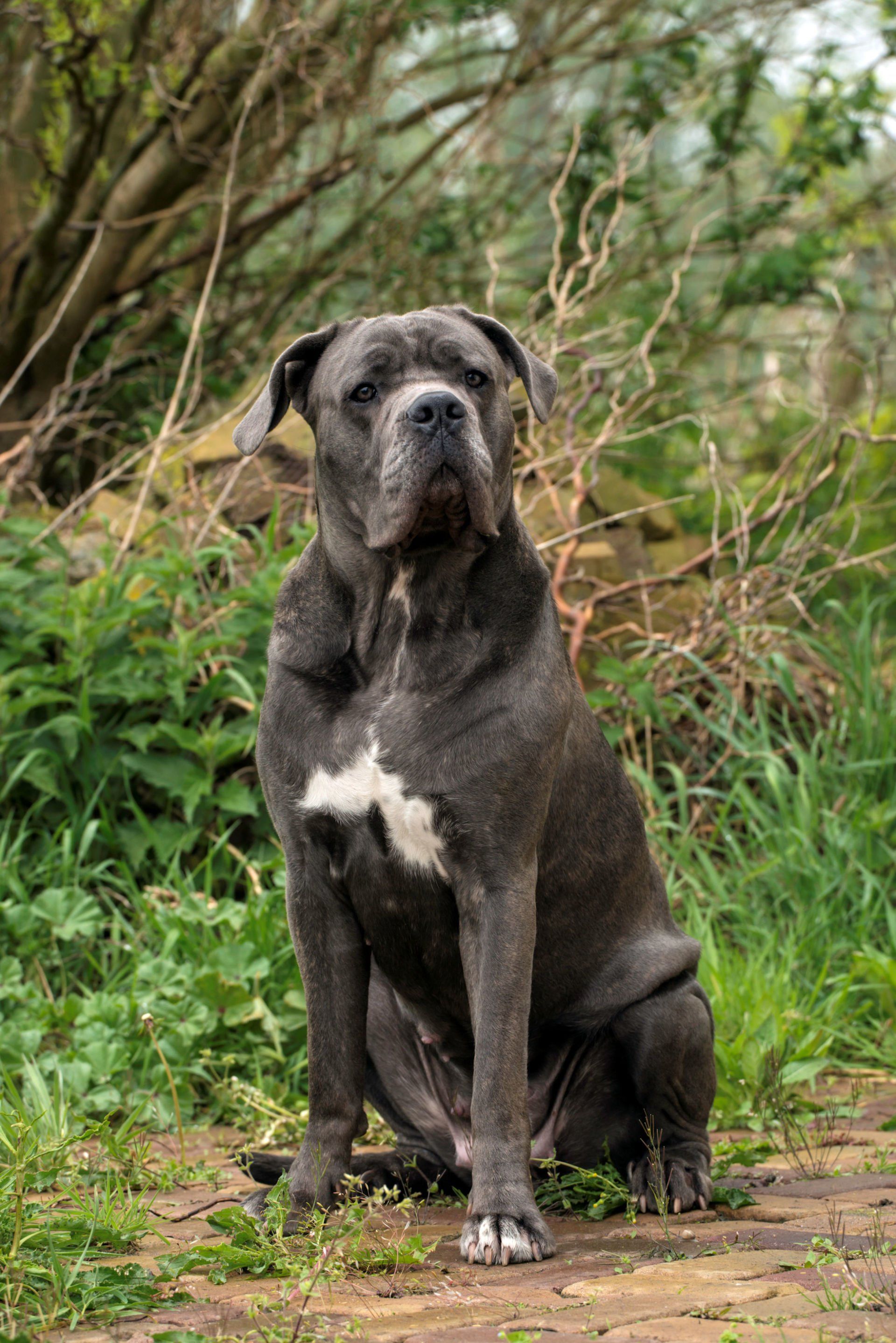 Cane Corso Chiaro e Tondo