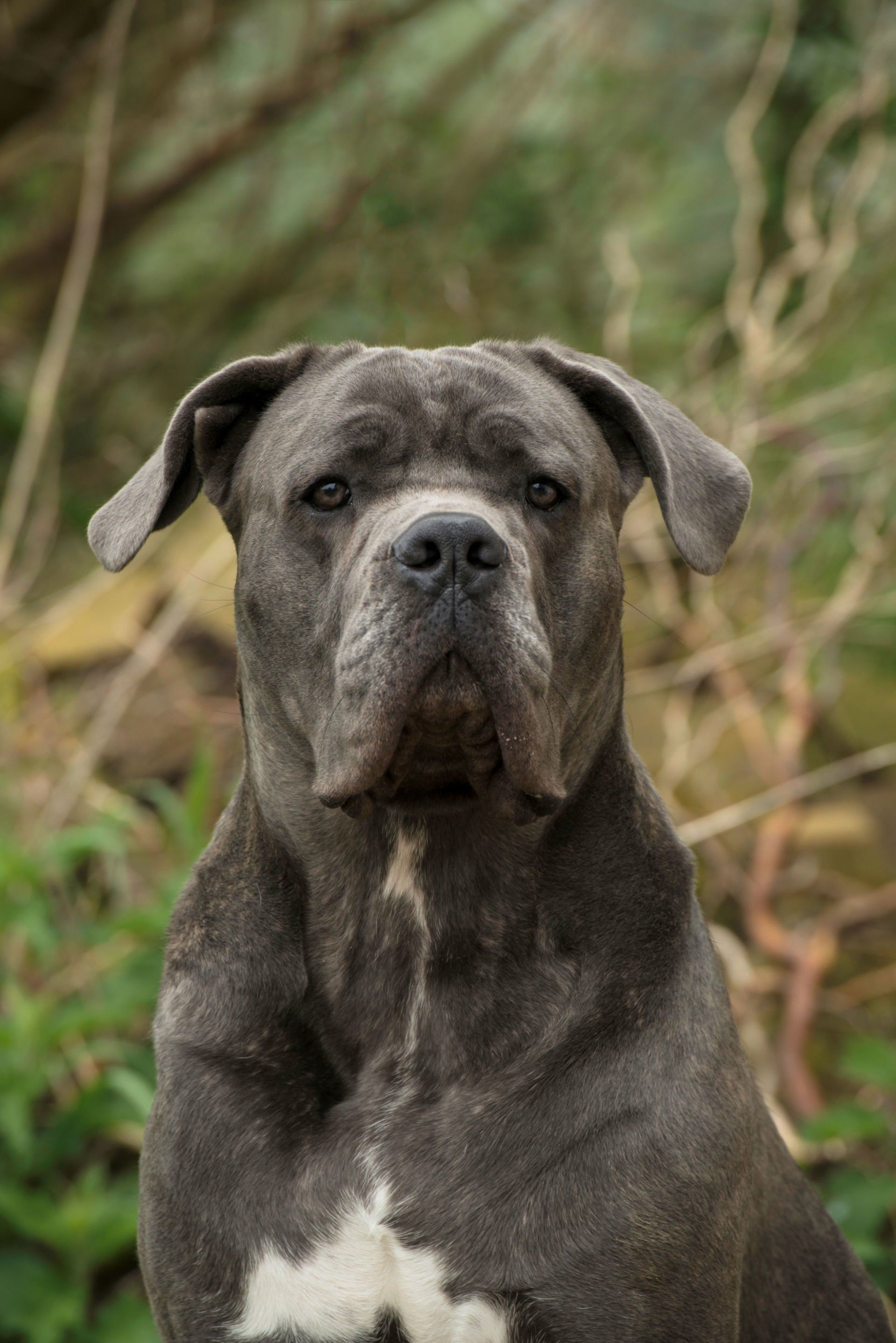 Cane Corso Chiaro e Tondo