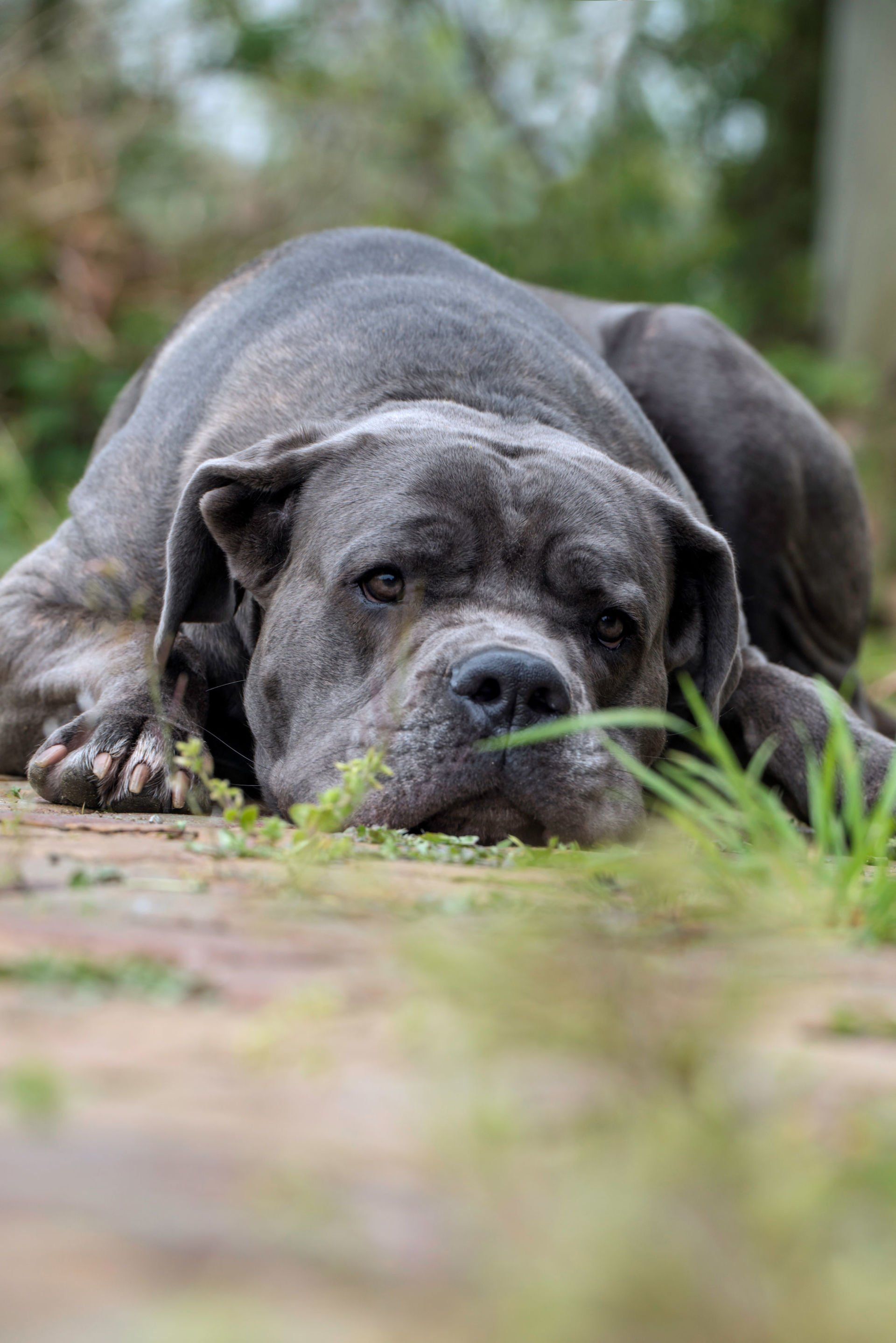 Cane Corso Chiaro e Tondo
