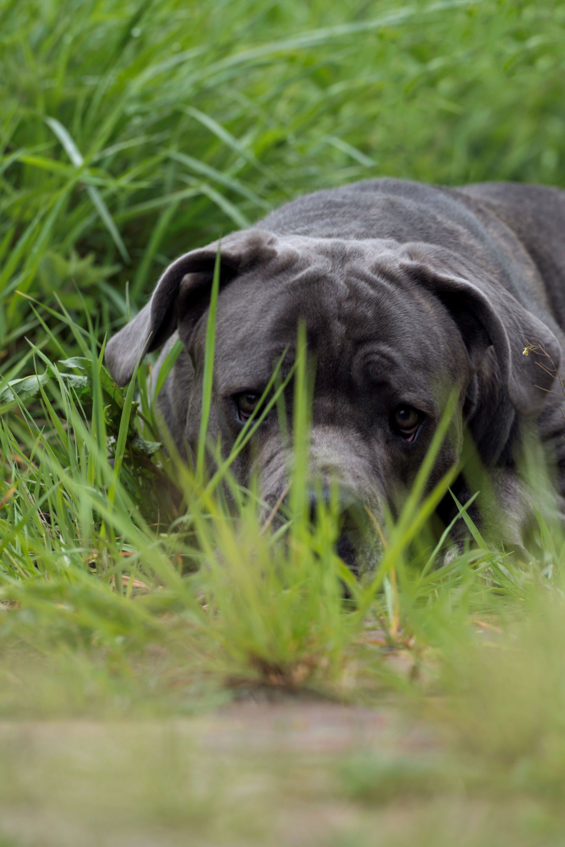 Cane Corso Chiaro e Tondo
