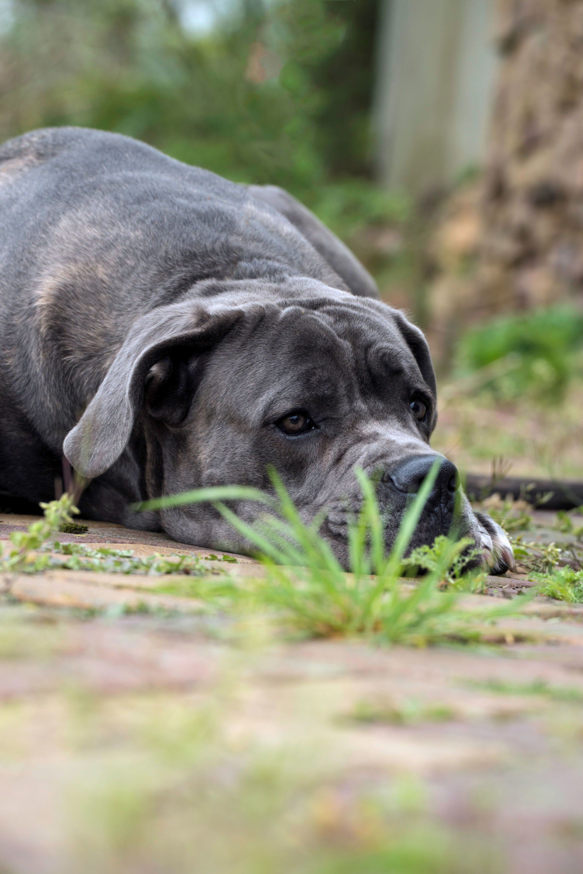 Cane Corso Chiaro e Tondo